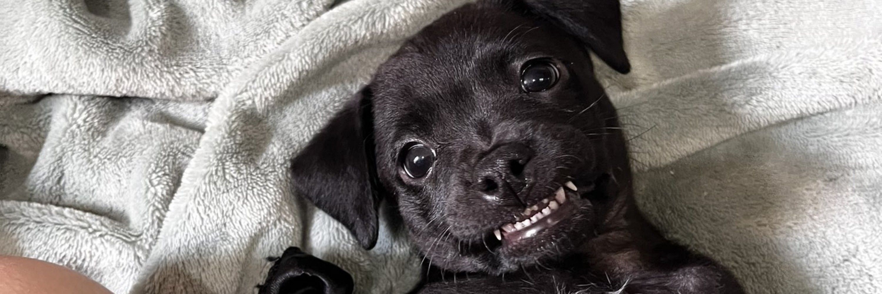 thi