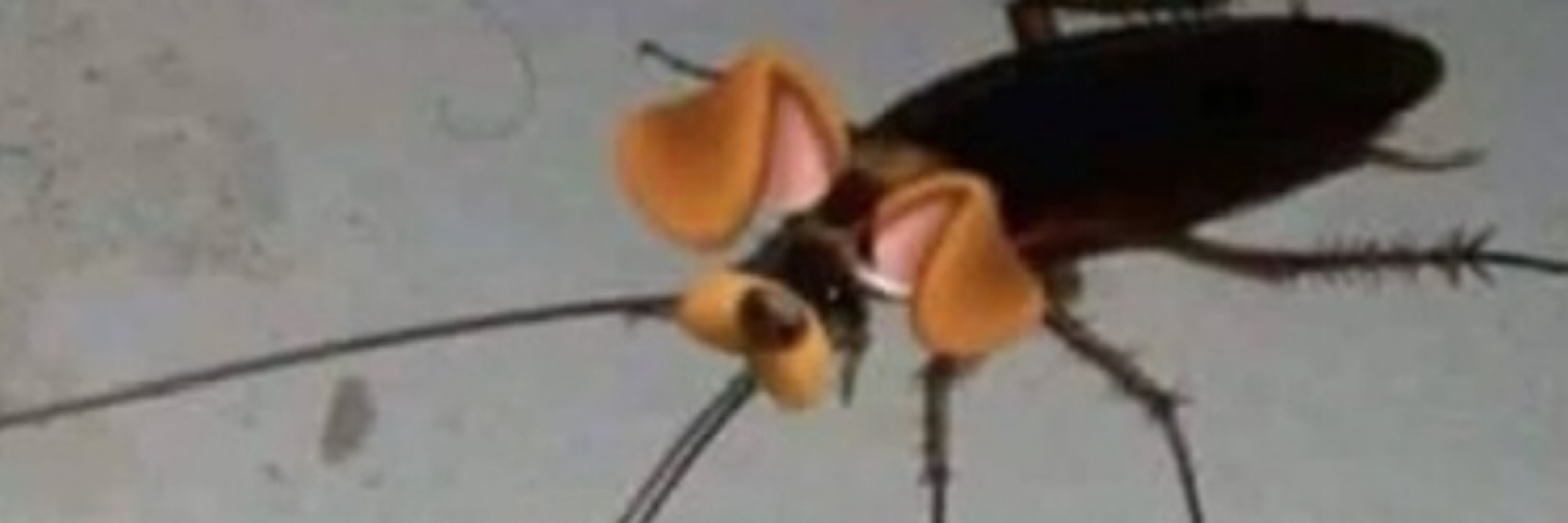nikee turbo