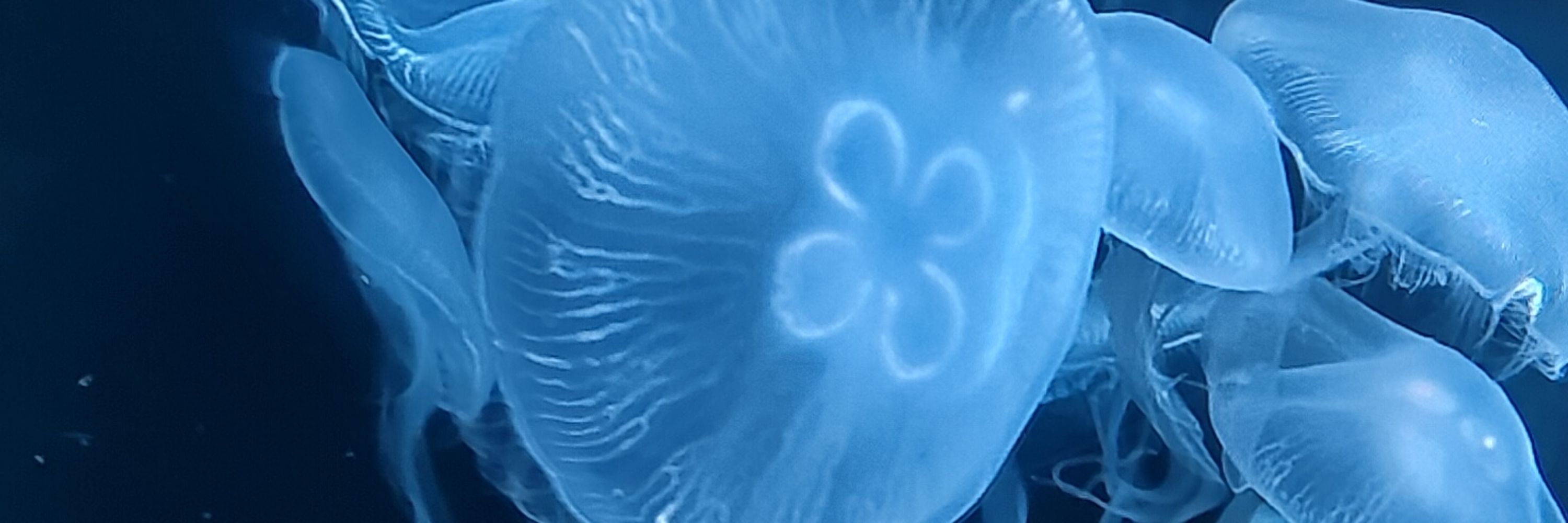海月
