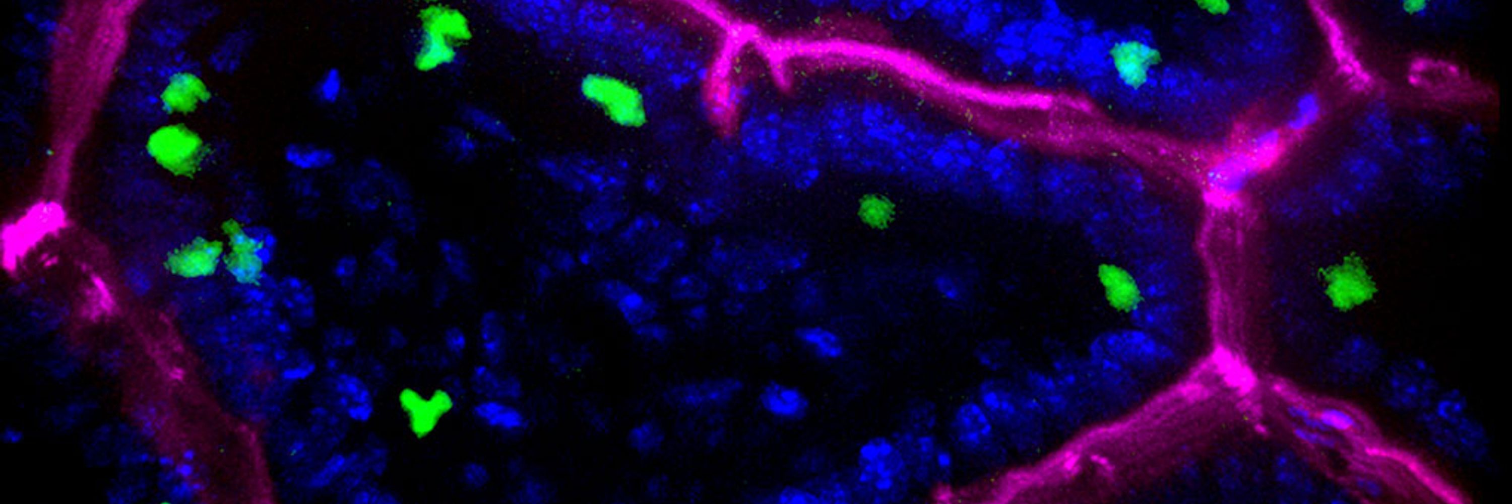 Edelblum Lab