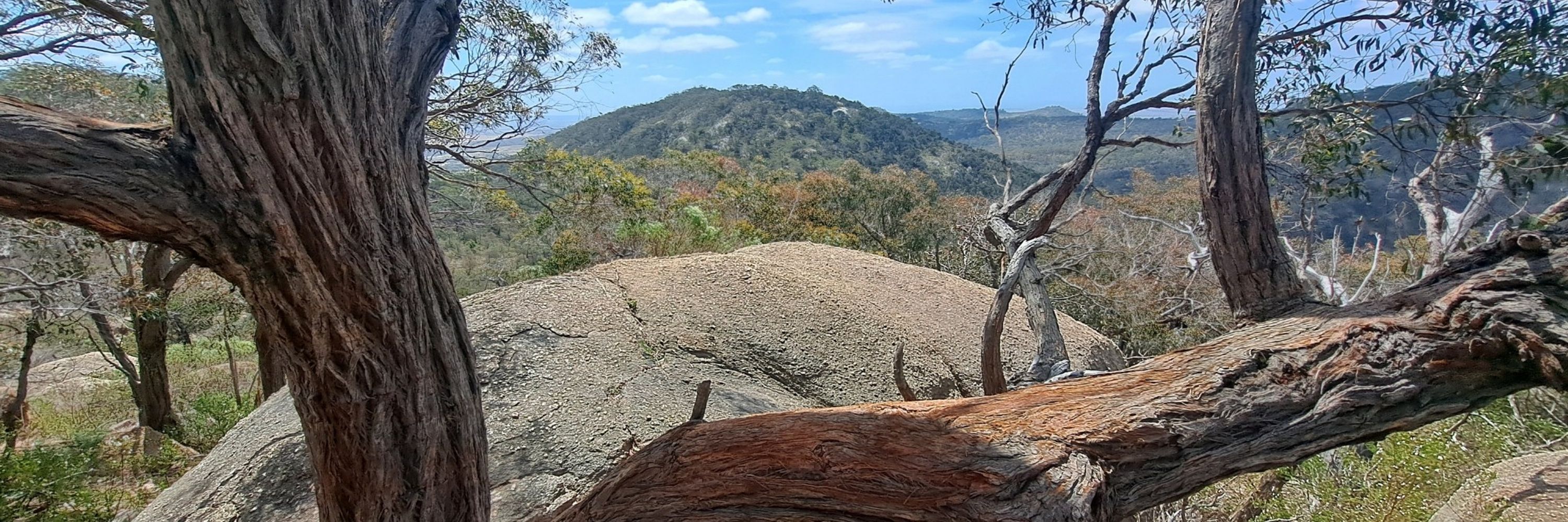 Sheoakbloke