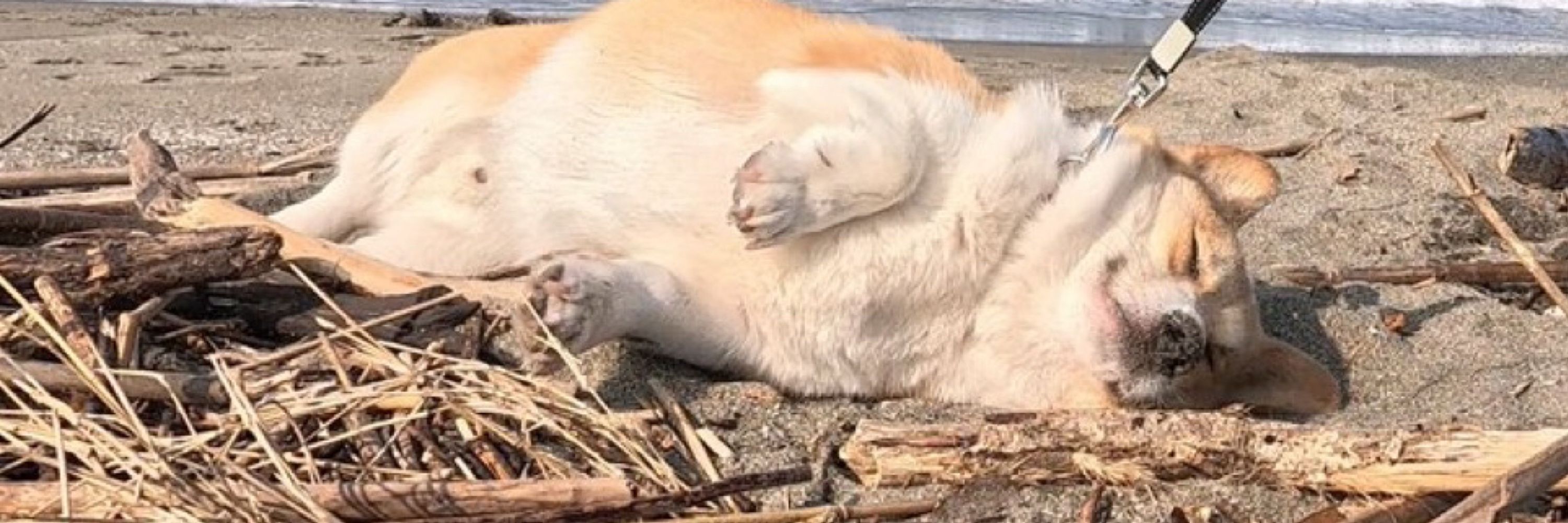 작개타임