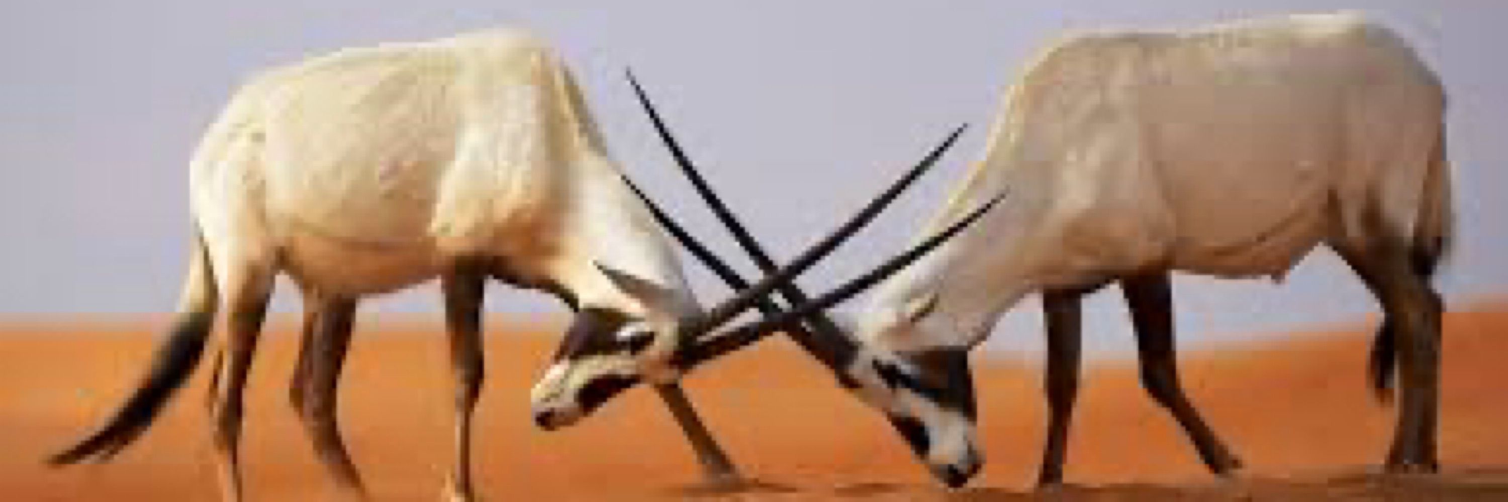 FPL Oryx