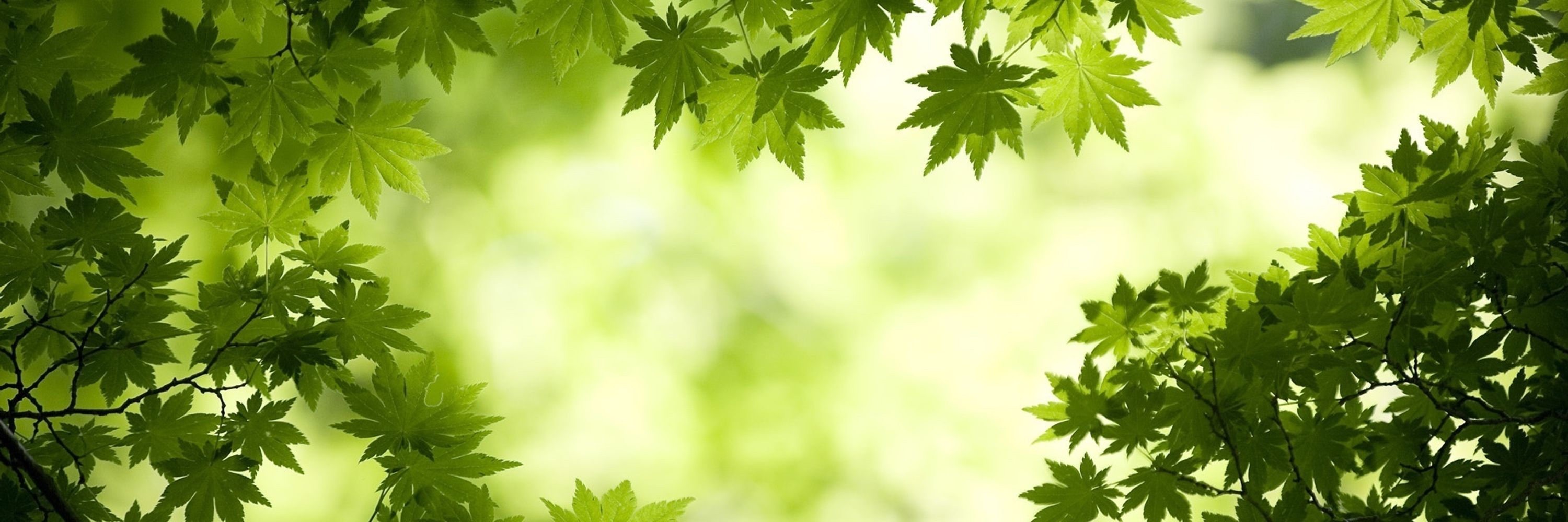 Digital Forest Lab