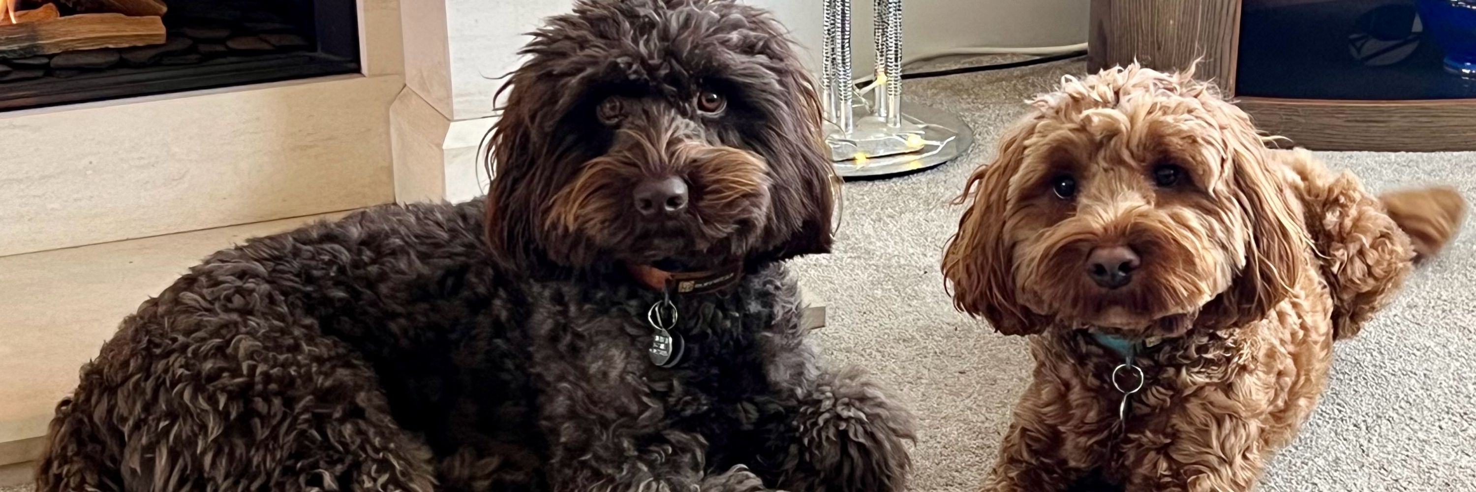 Monty Dog and Teddy too