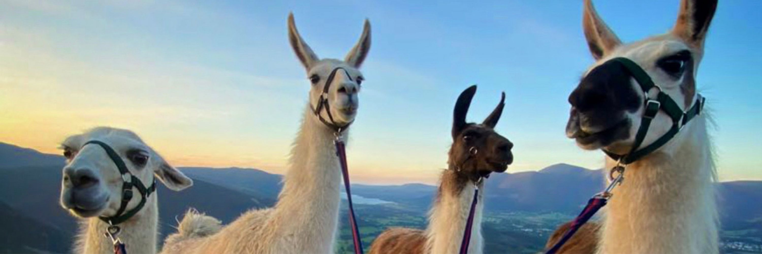 Alpacas of Bluesky