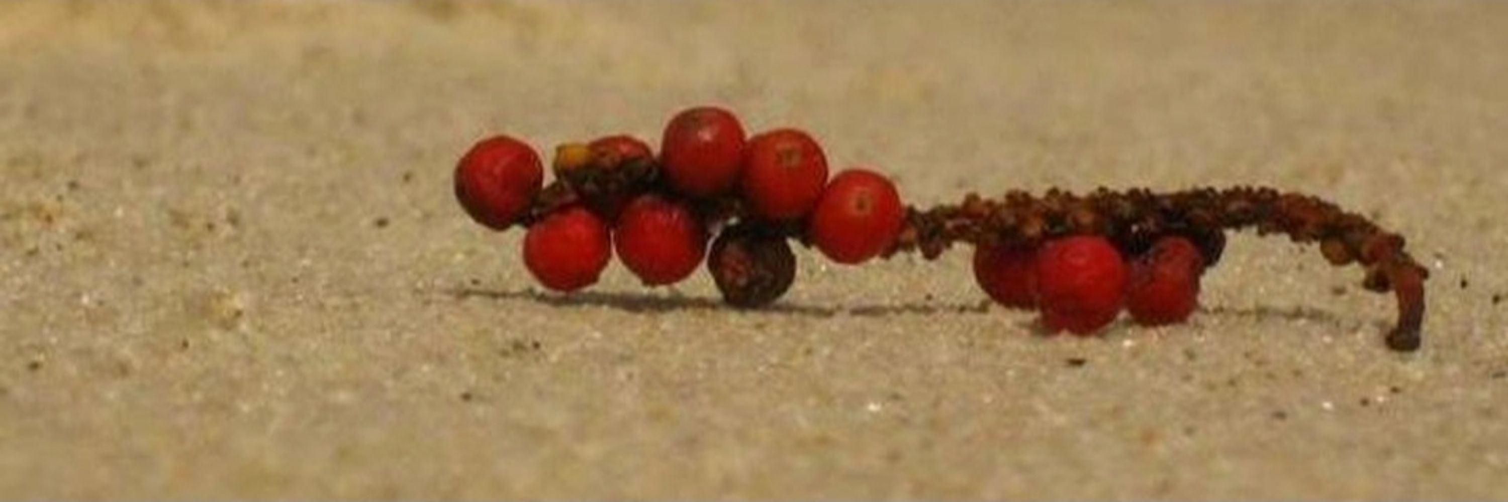 Speranta Dumitru