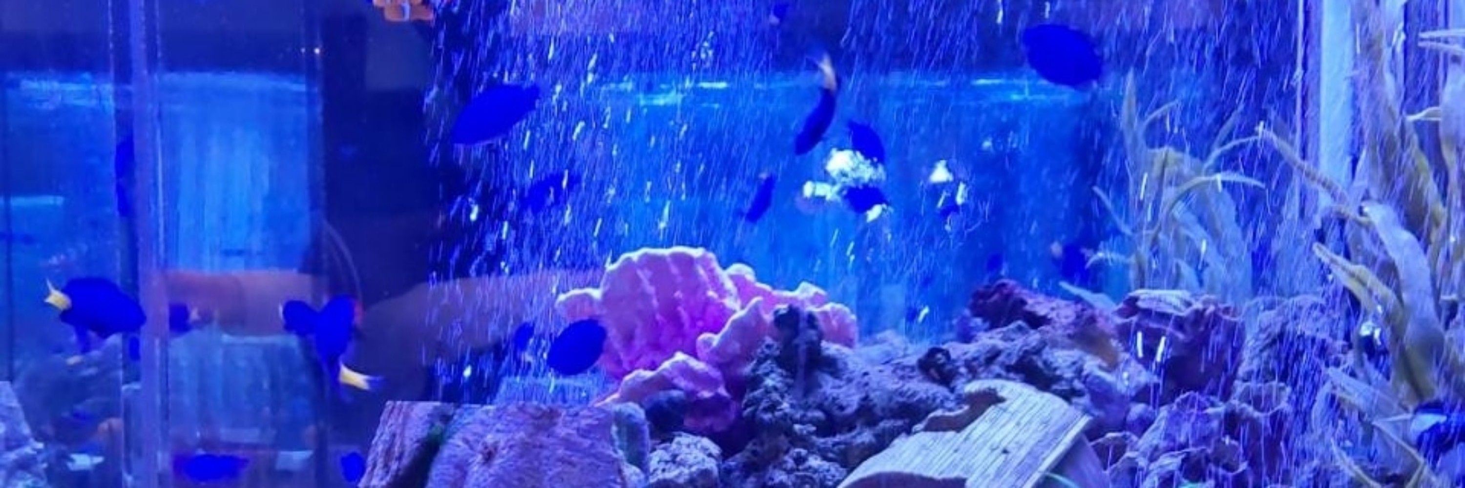 nananoha