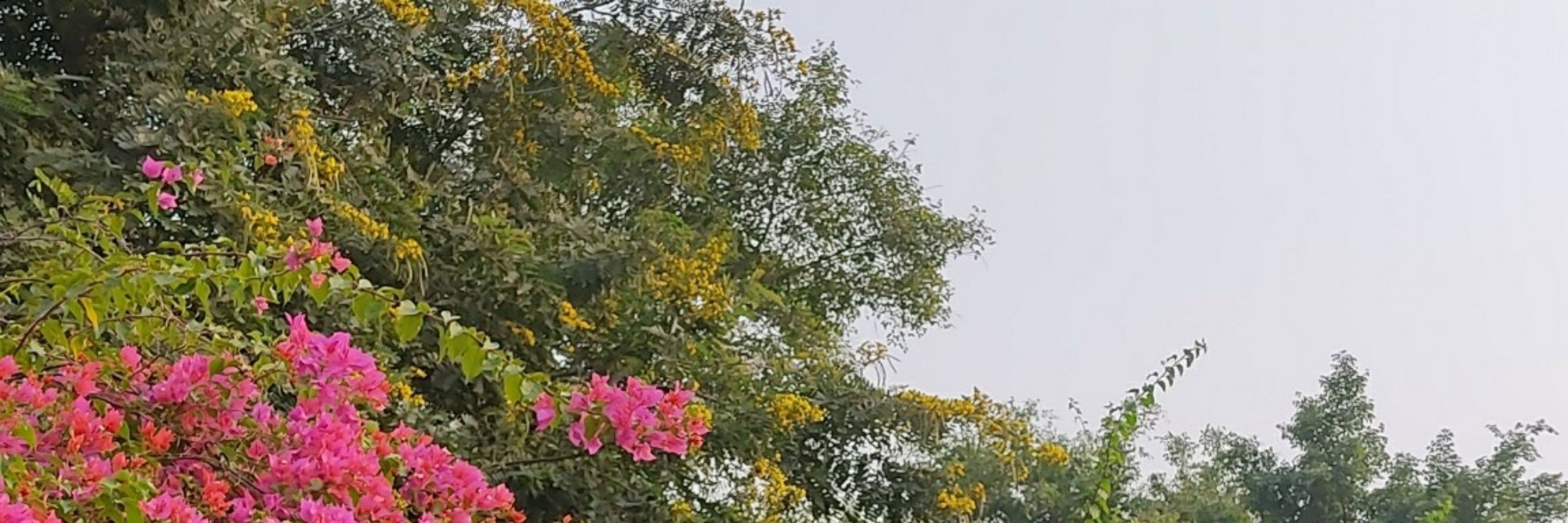 LinDaaaa