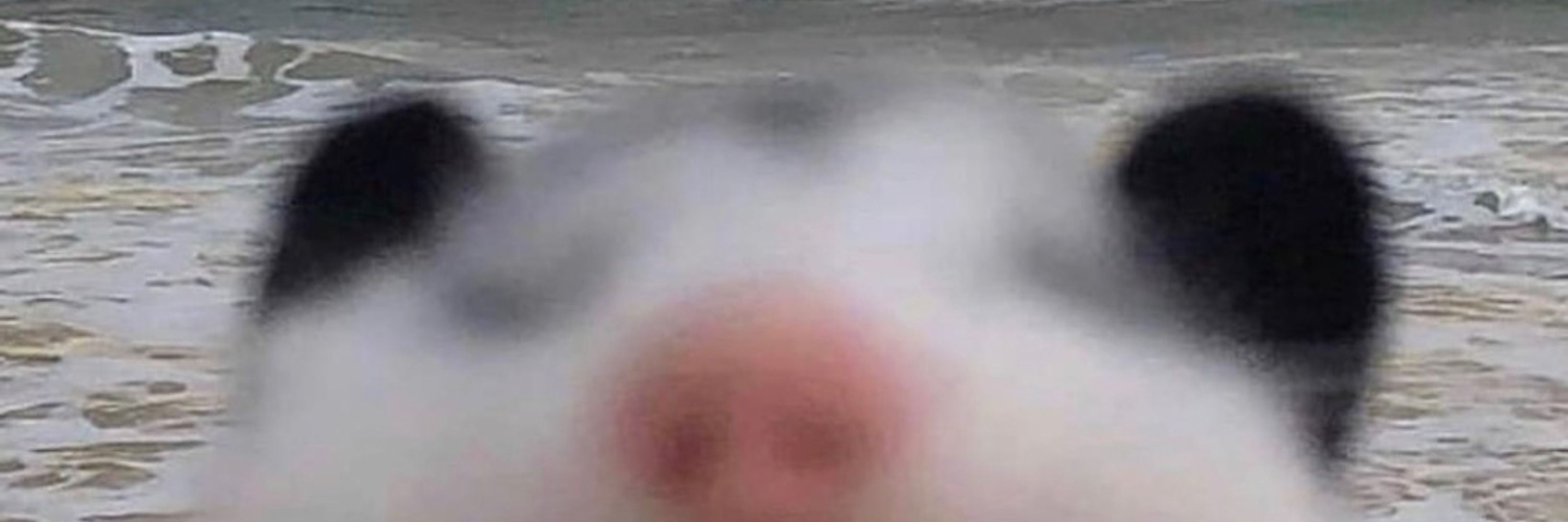 pebblepossum