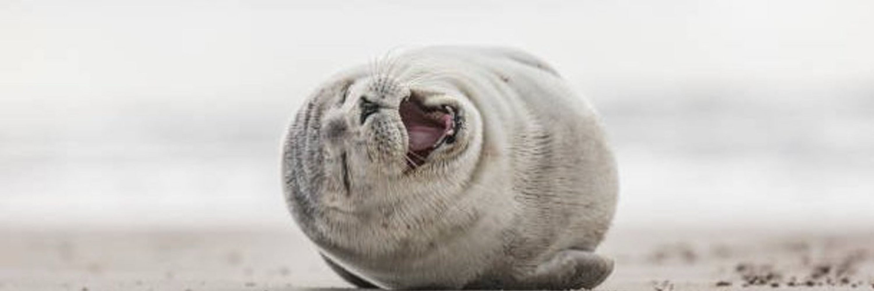 StartledSeal