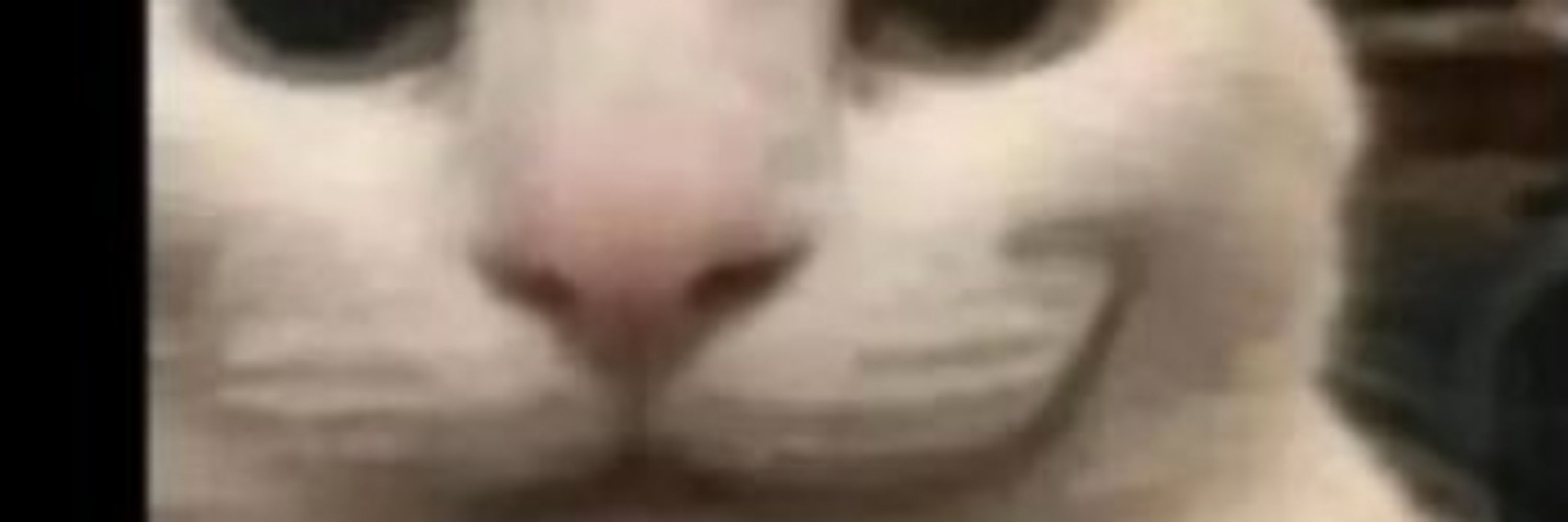 finn