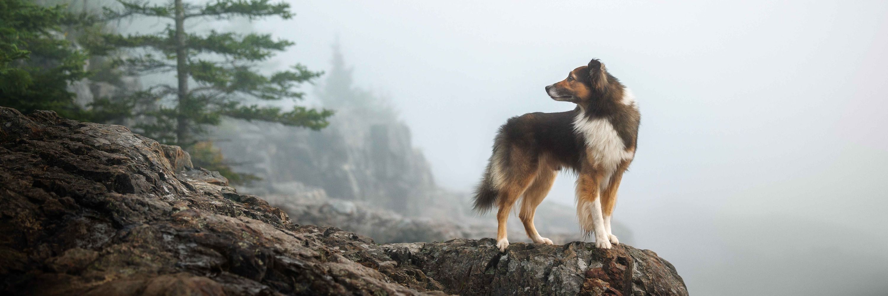 Blue Amrich | Adventure Dog Photography