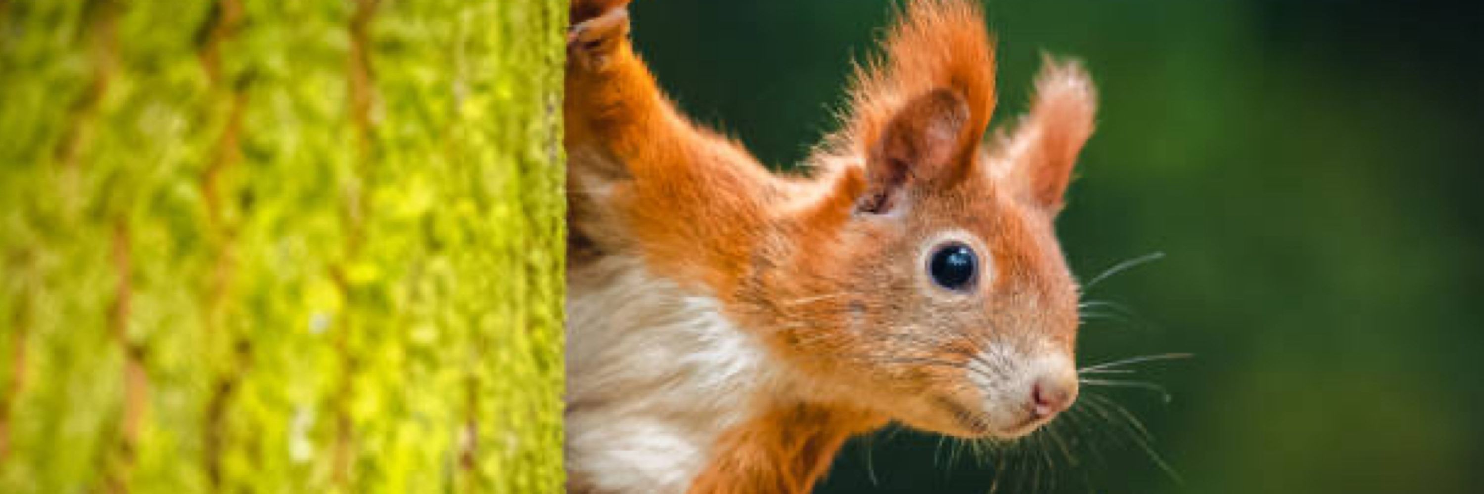 McNutty 🐿️🥜 | Virtual Squirrel 