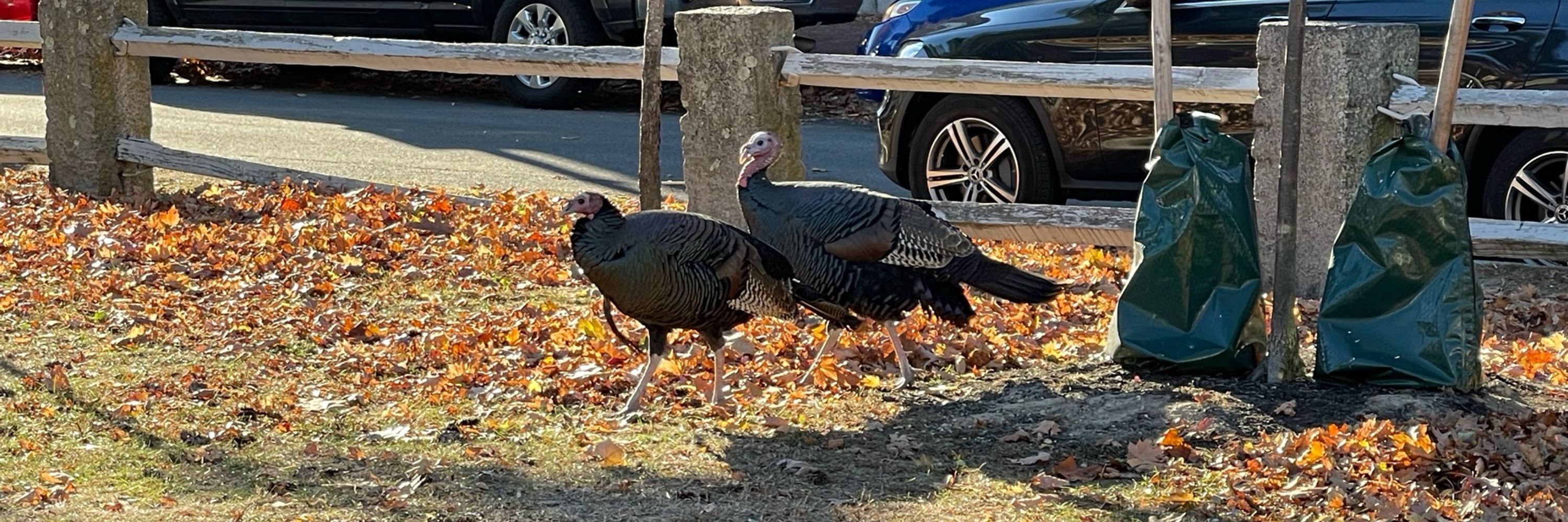 Debt, a Jive Turkey