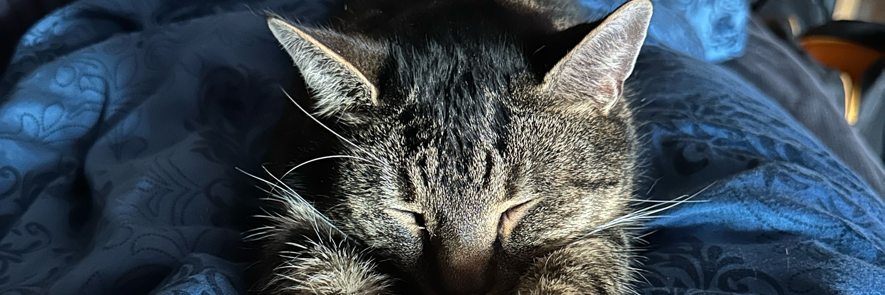 KandyKat 🐱🐾