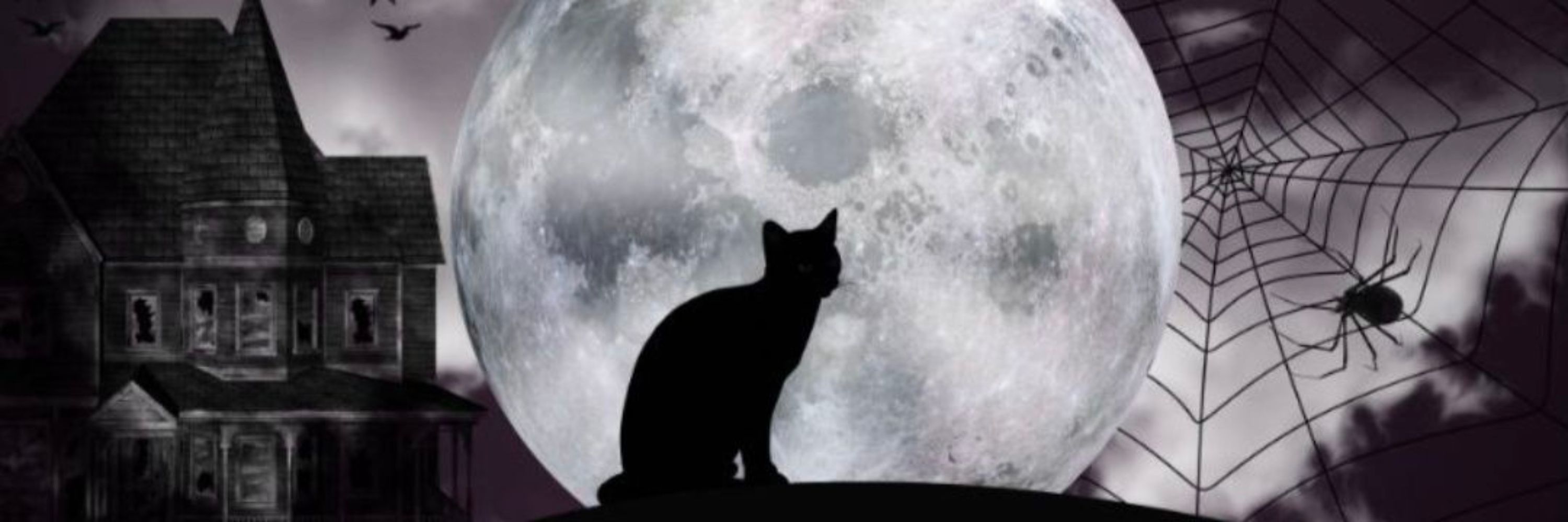 Gato negro