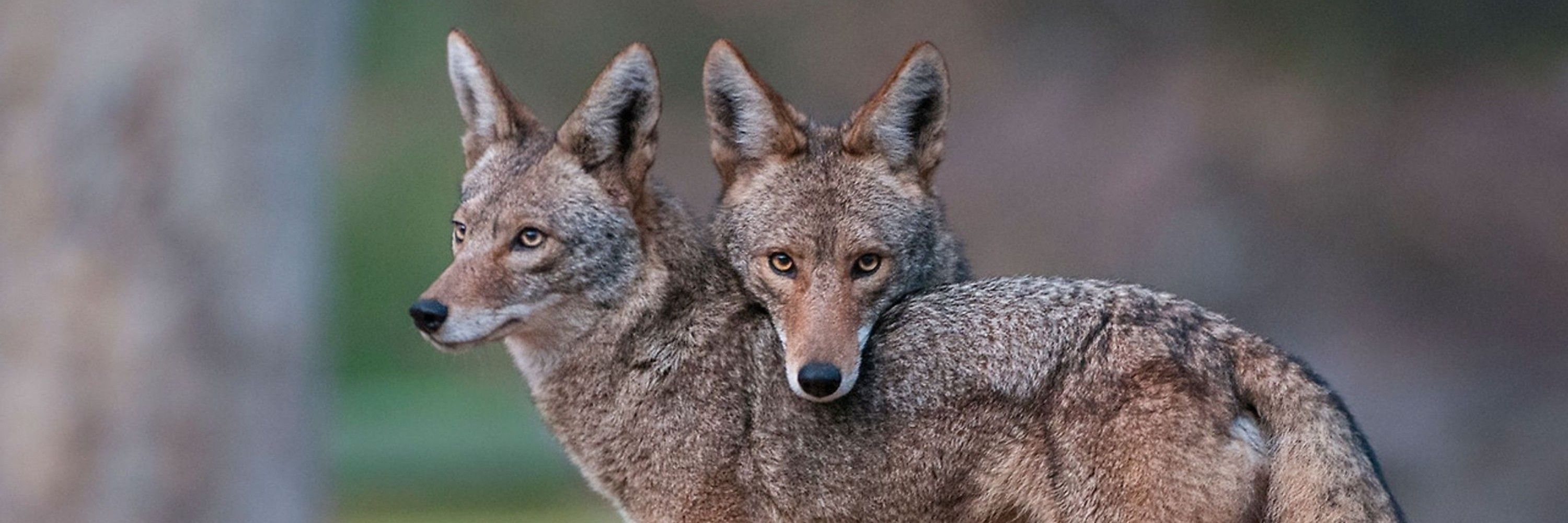 Coyote Colt ζ