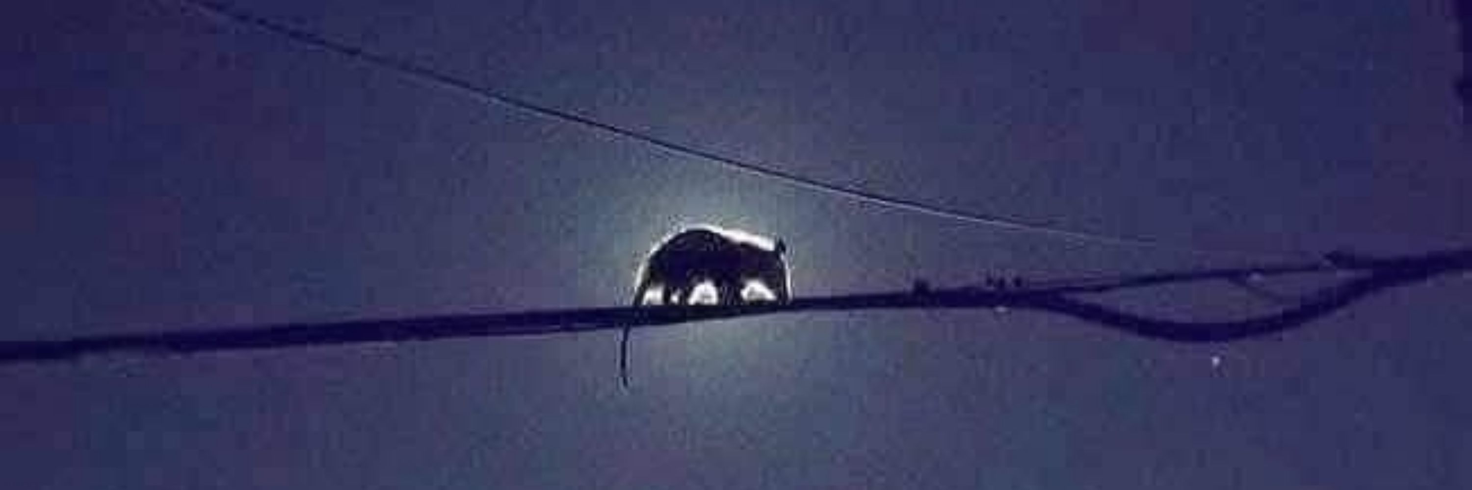 Blossom the possum