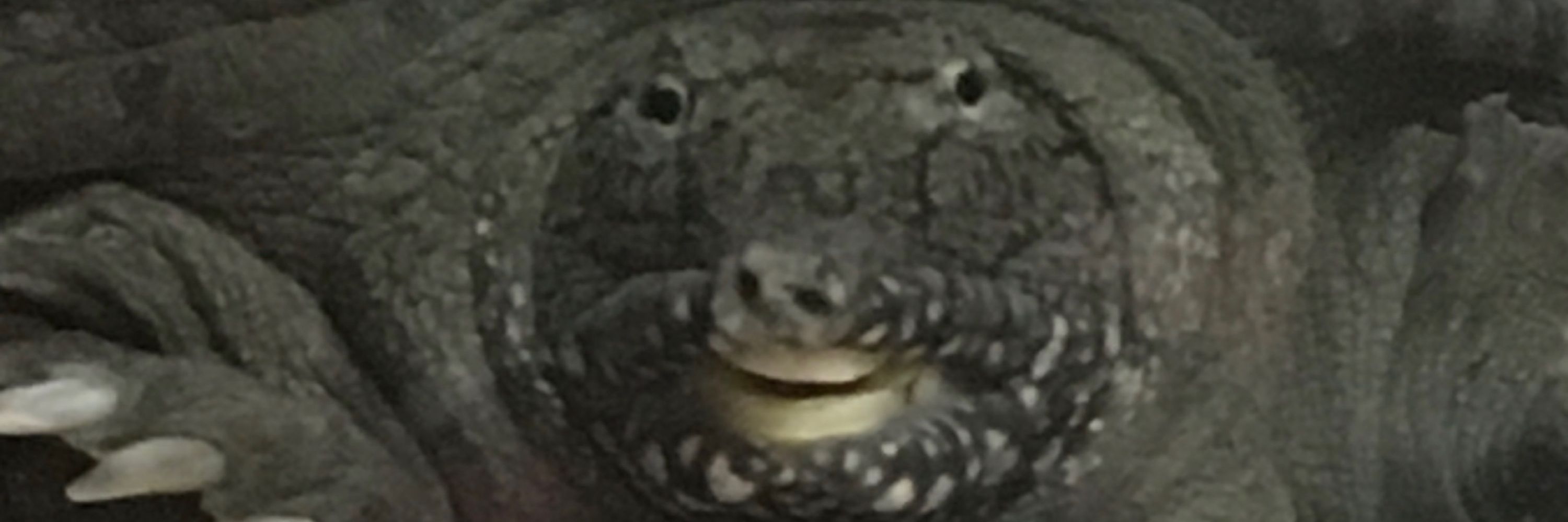ゴライアス原田