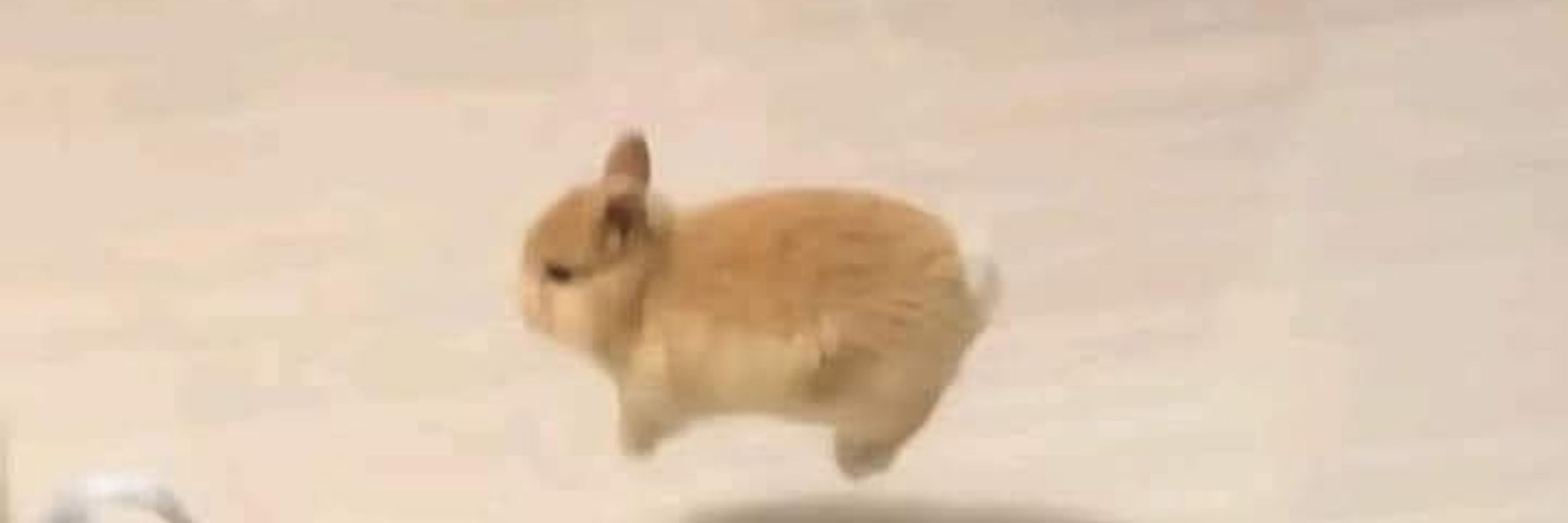 bugg
