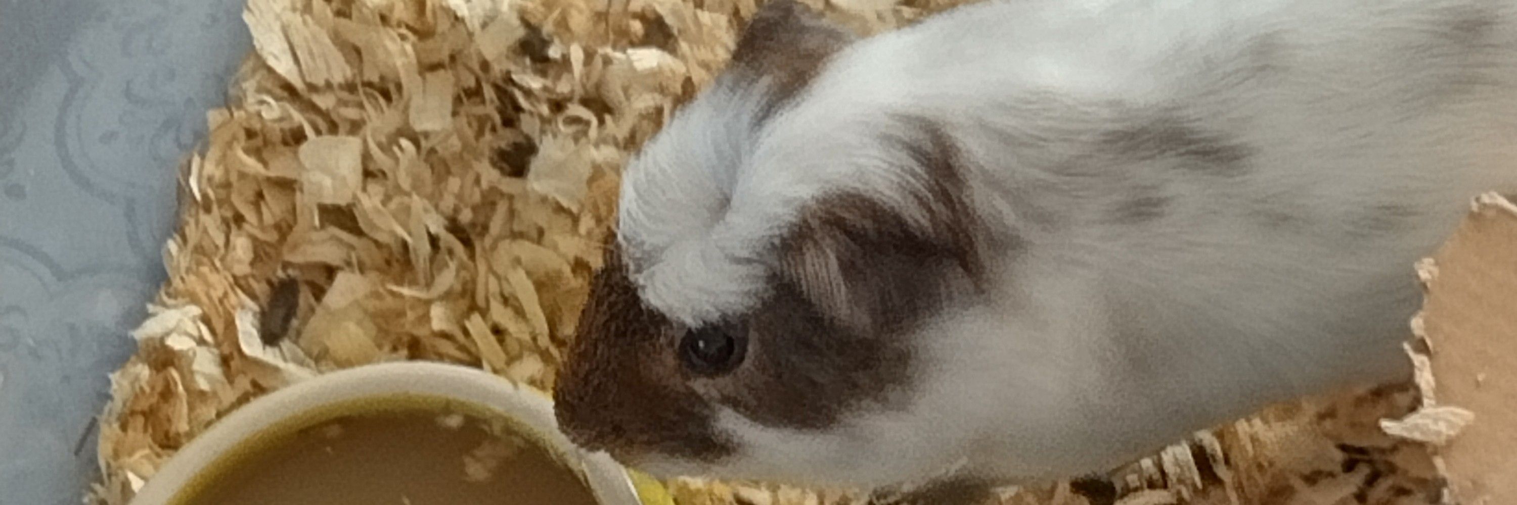 Wawa