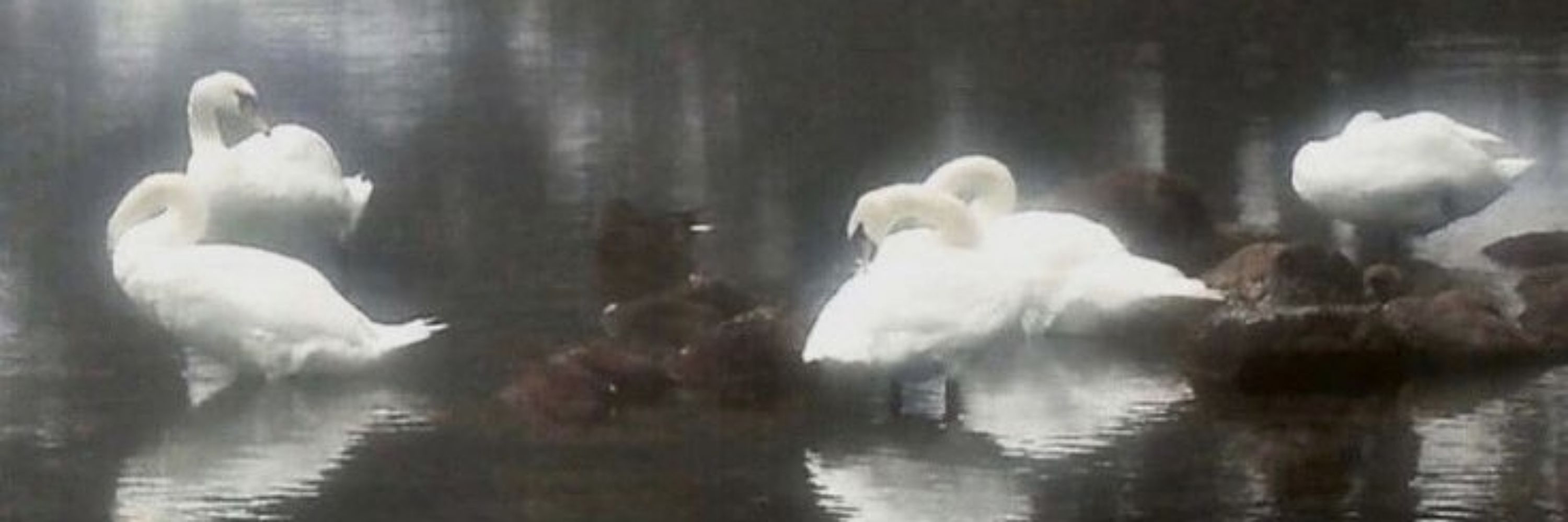 vikk/🦢🕯ultraviolence