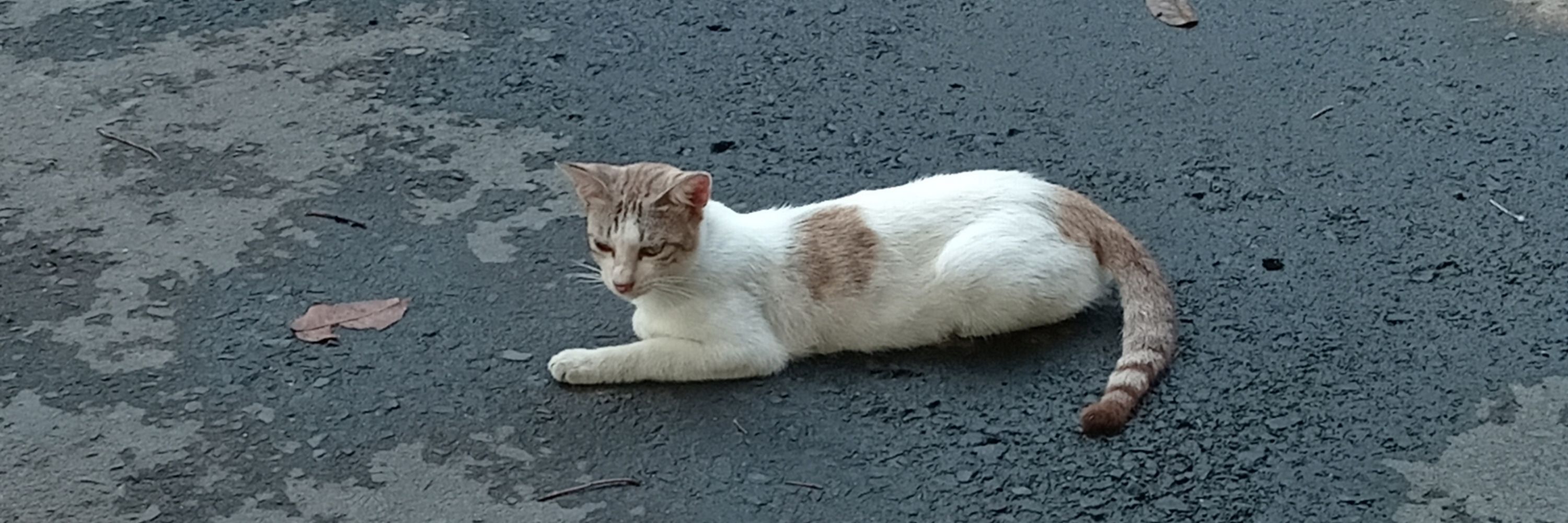 meong