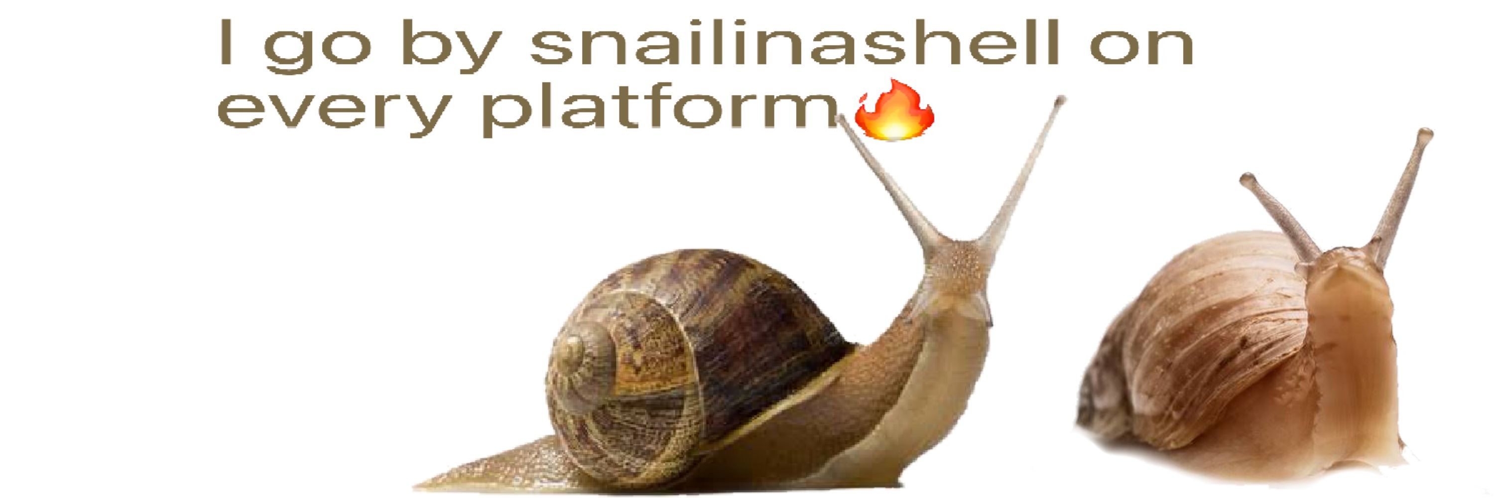 snail