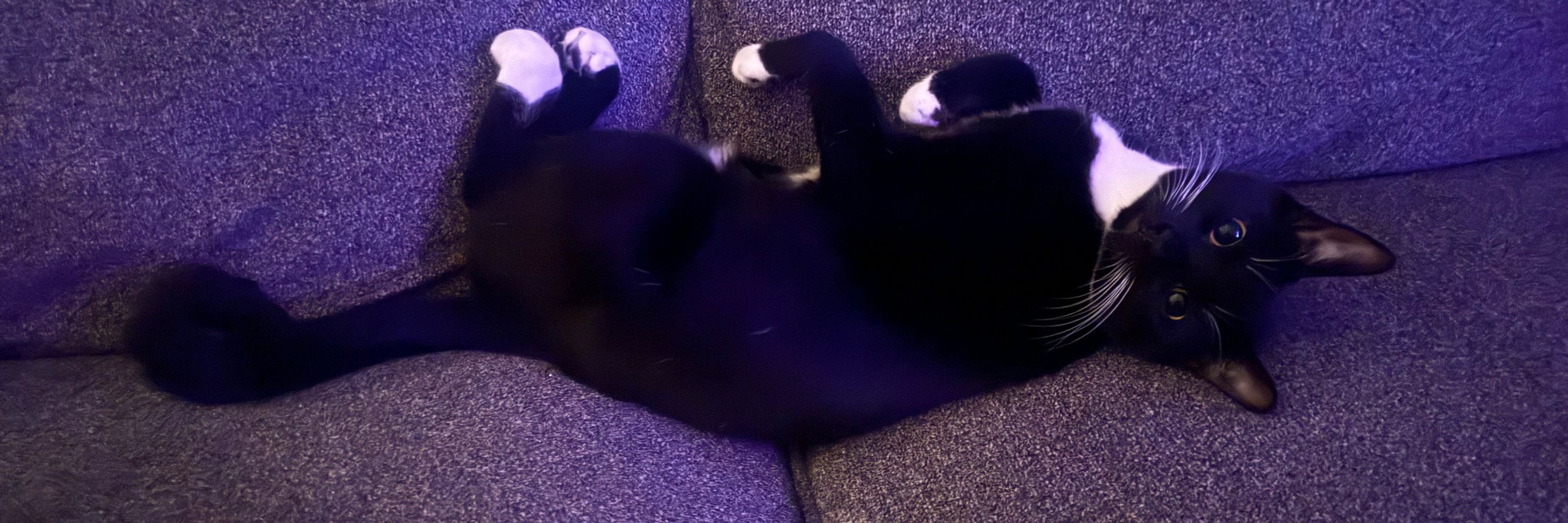 Catdaddyjacks