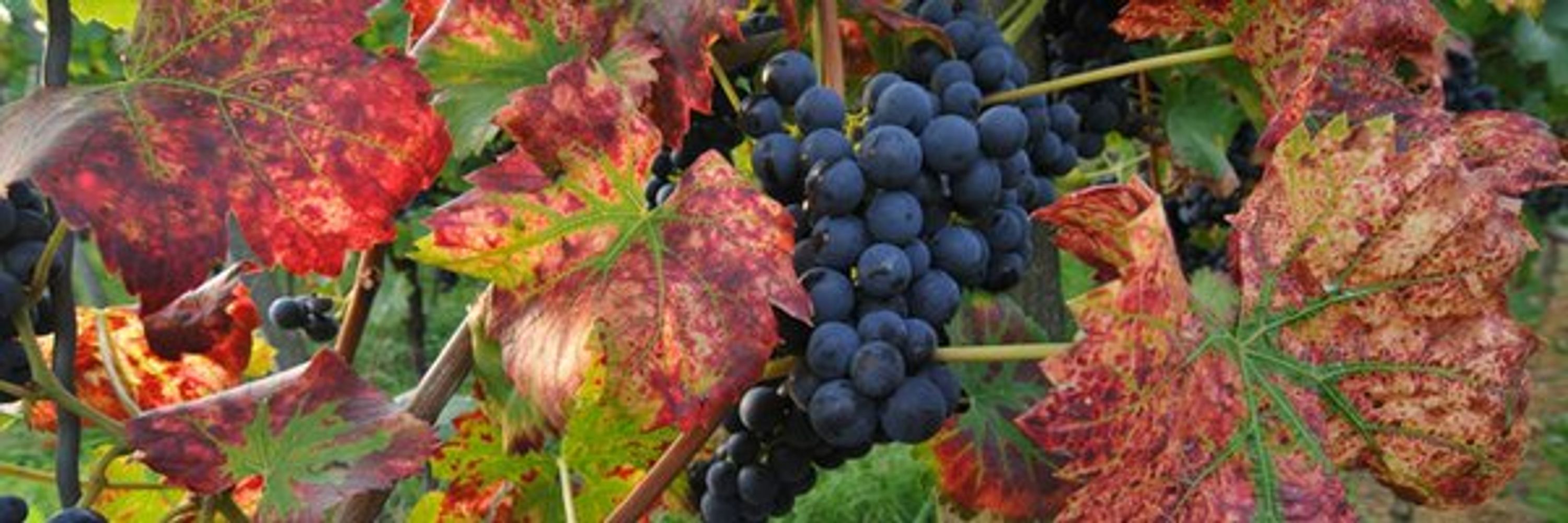 VINOS DE 🇪🇸 ESPAÑA