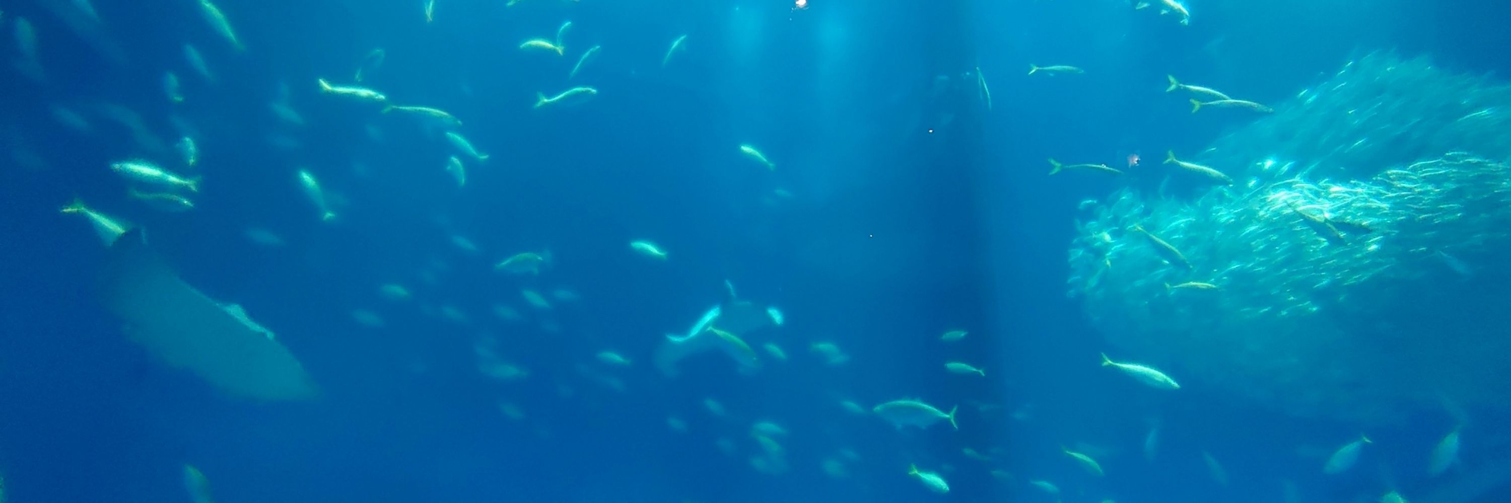magano