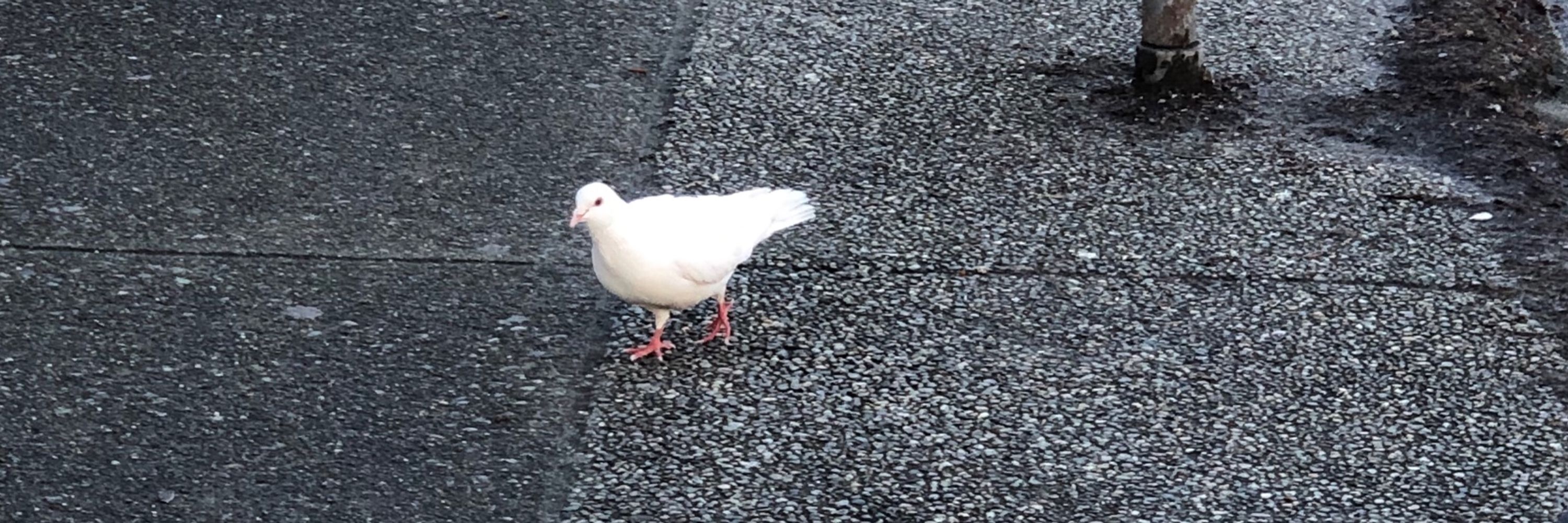 mac