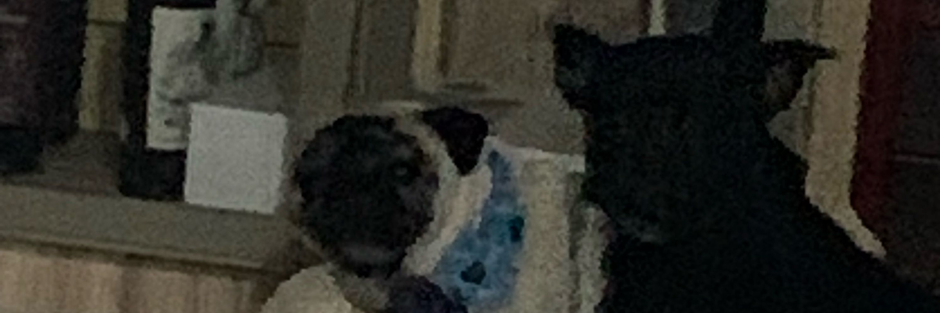 Oscar the Dog