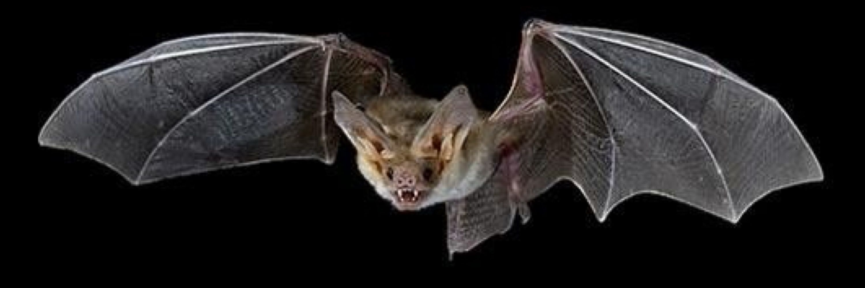 ™🦇