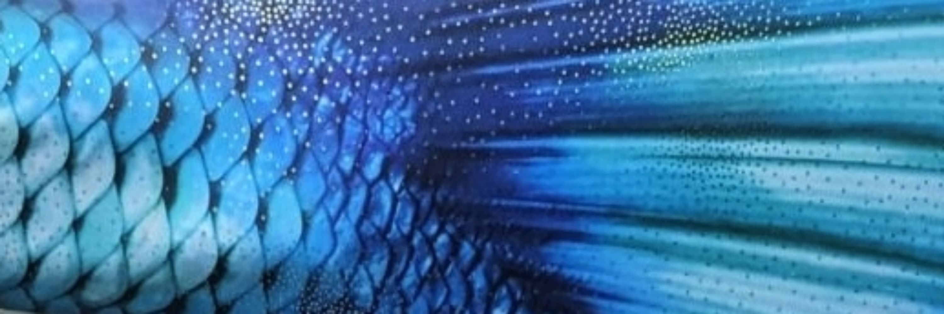 Blue Tailed Mermaid