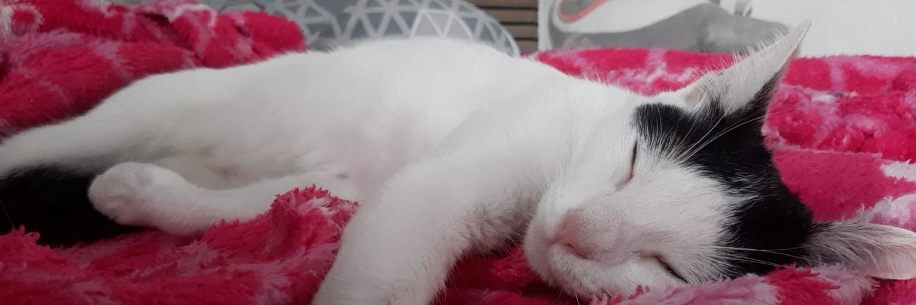 Paloma 