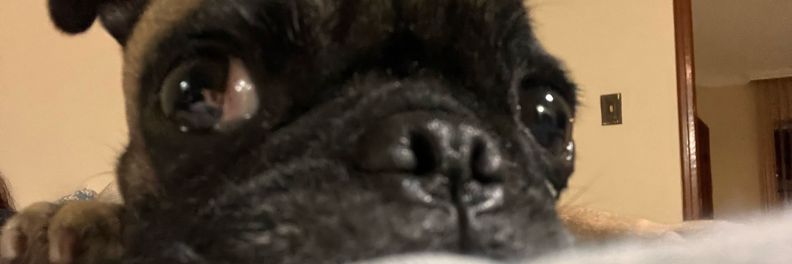 lígia 