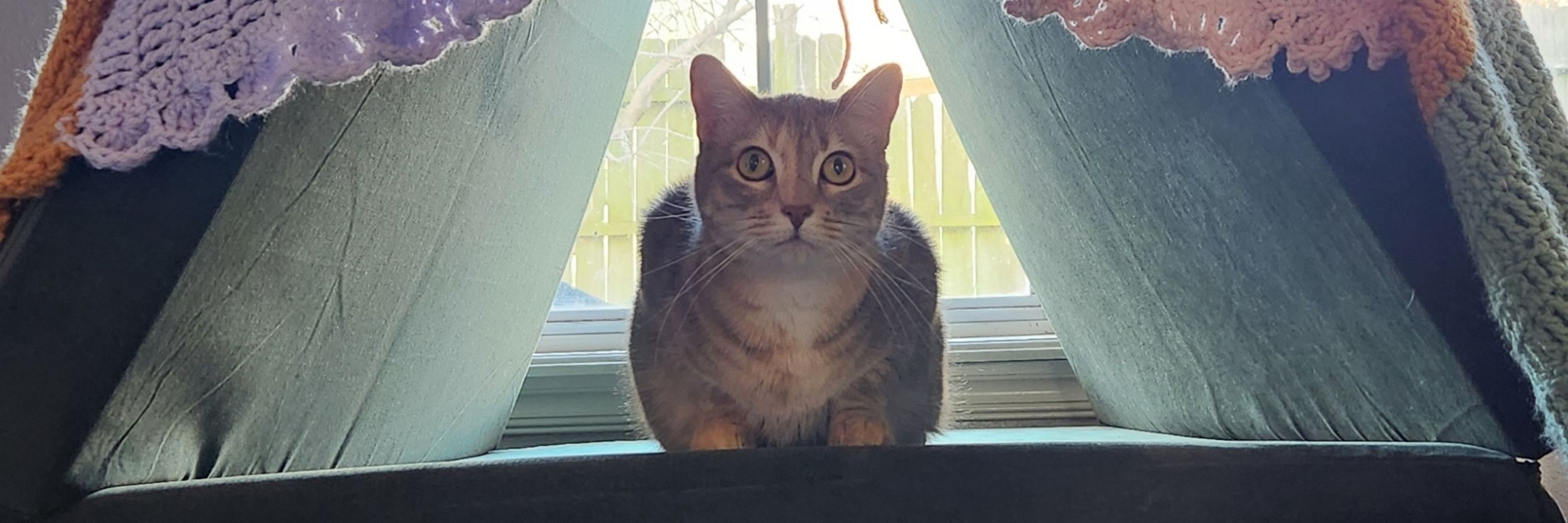 Mac Mecoy