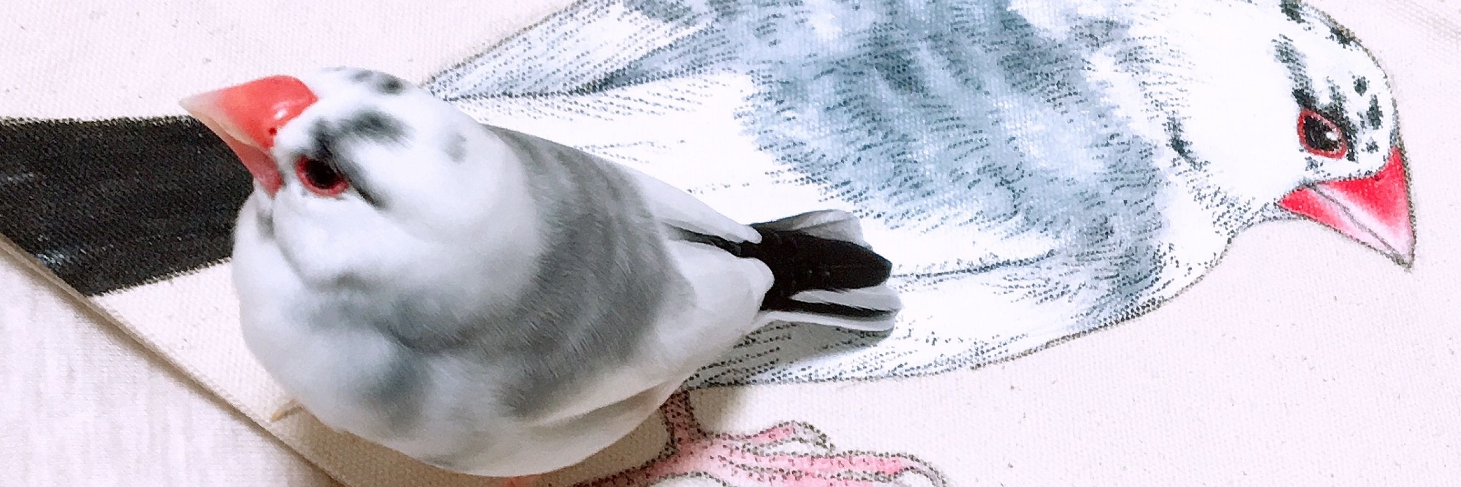 ほたる