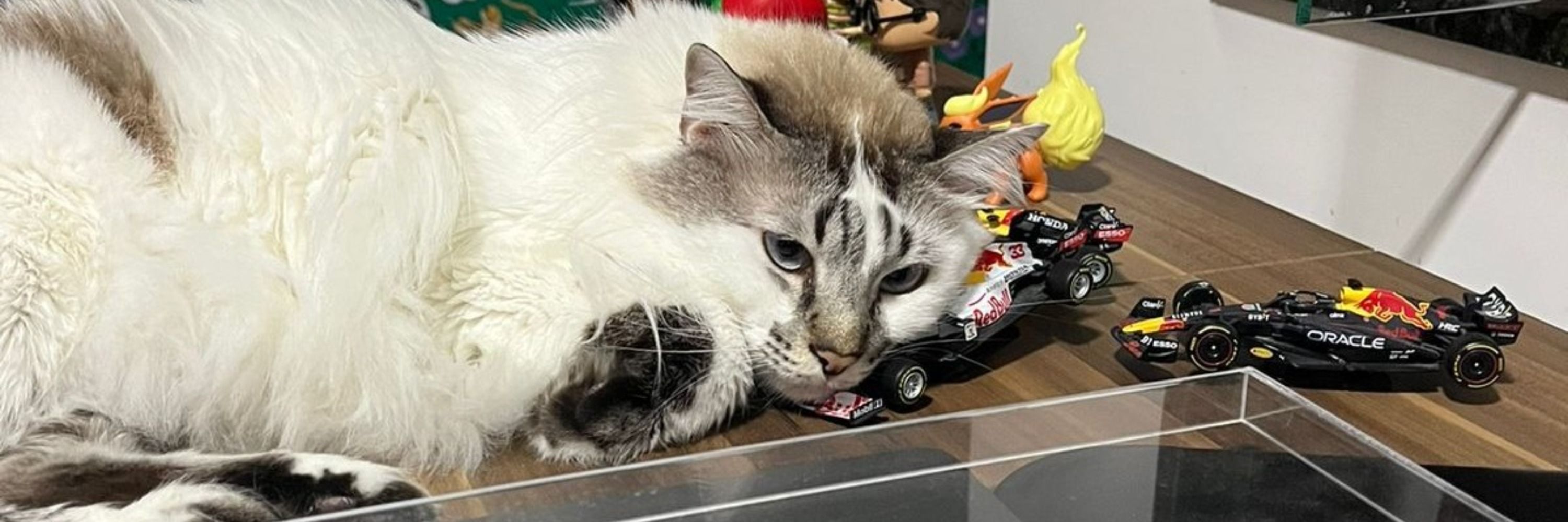 mad verstappen