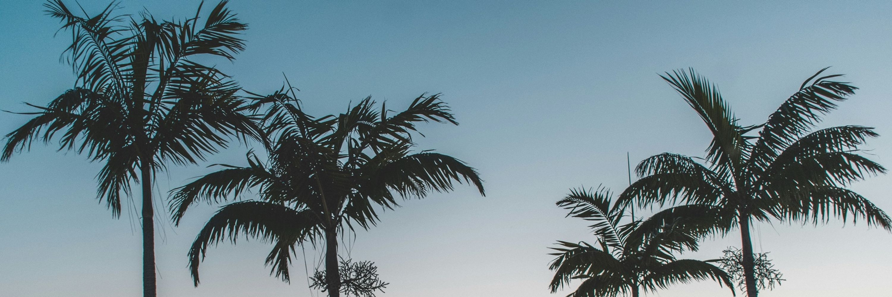 Lexria 🌴