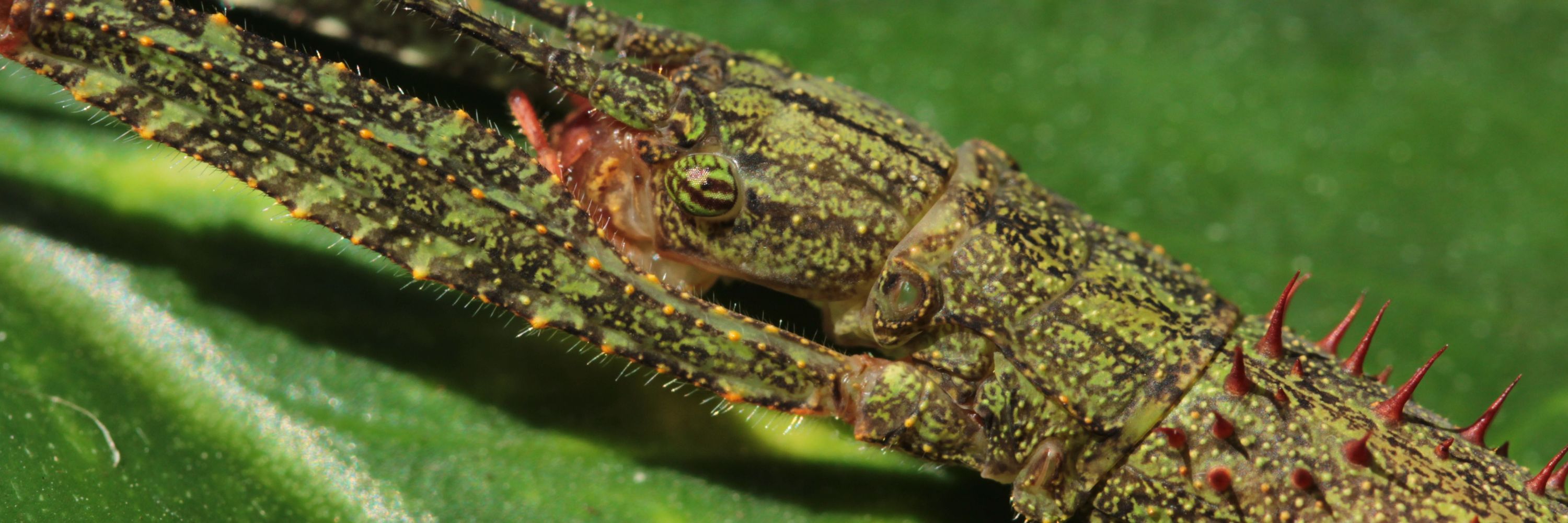 HarbsBugPics