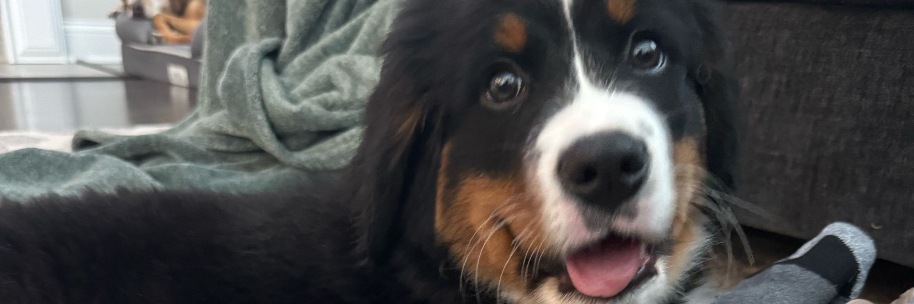 Pickle The Mountain Dog