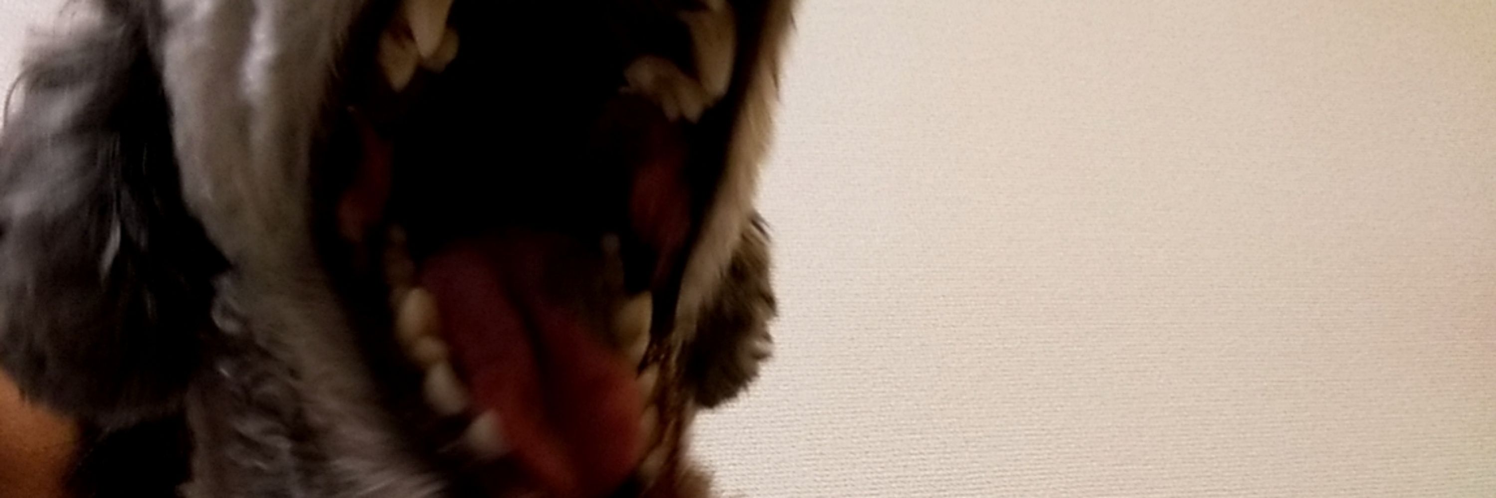 もこ