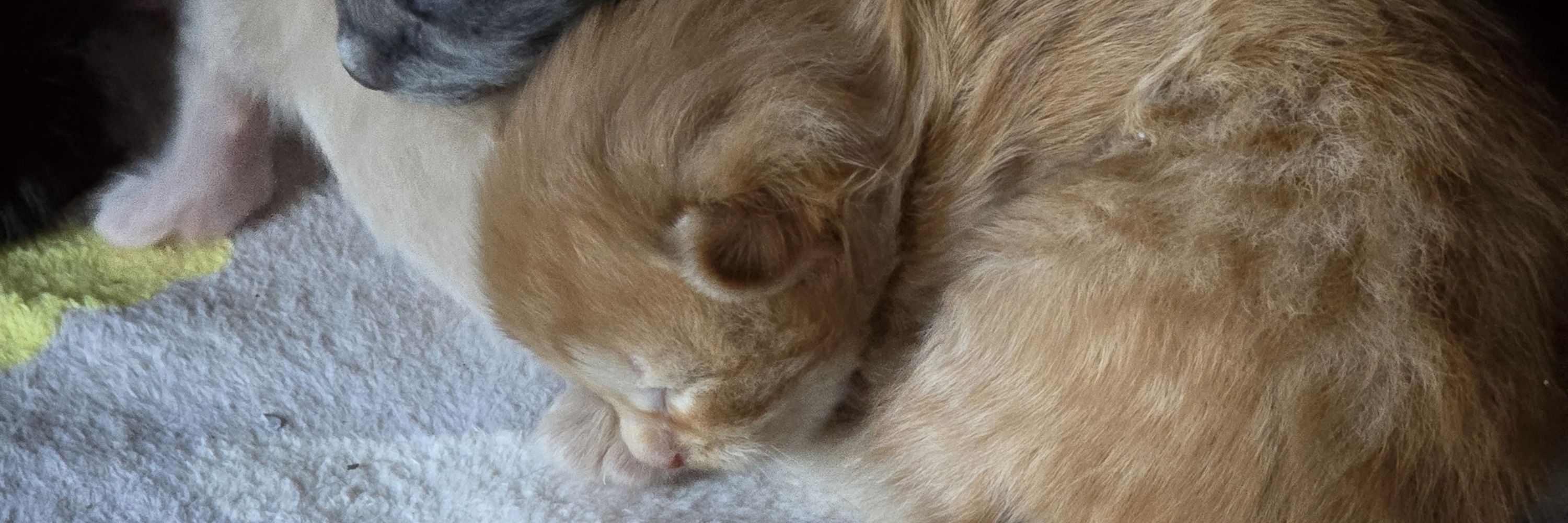 Purr