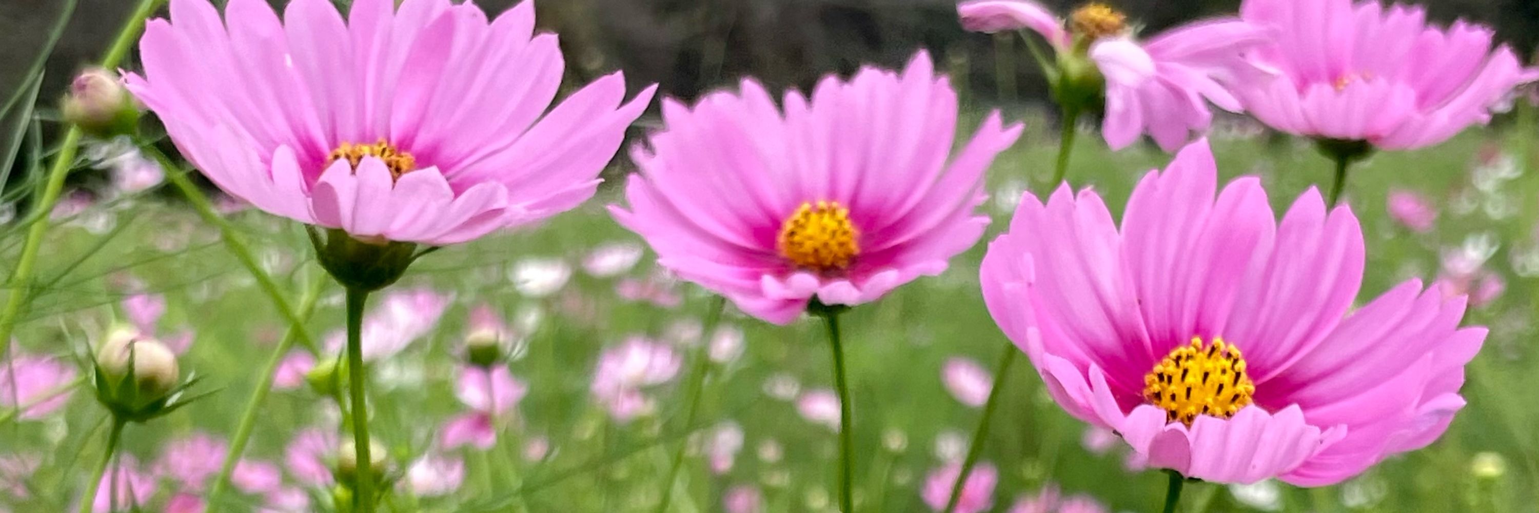 ぴっころ