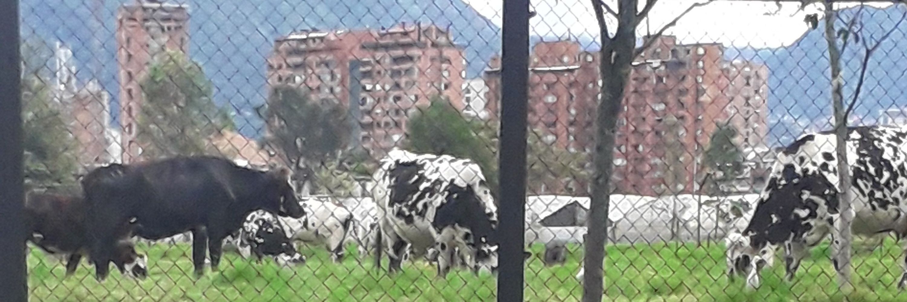 La Diva de Colpinette