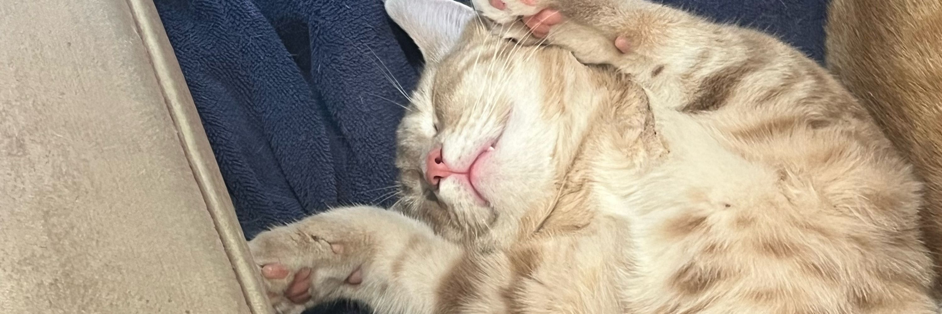 Look at my cat