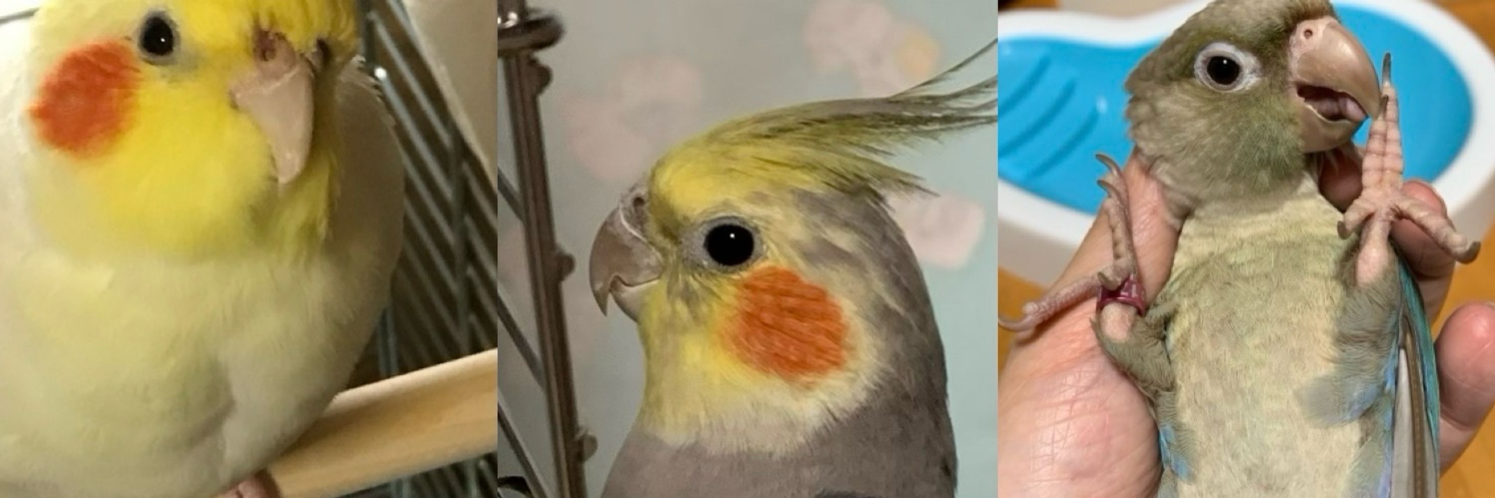 チャッキー